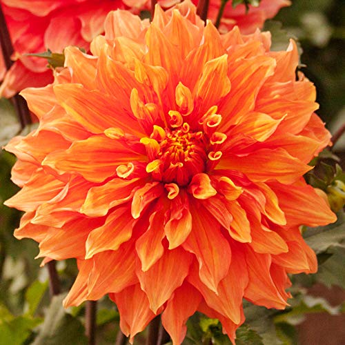 Amazon.com : Mrs. Eileen Dinnerplate Dahlia Flower Bulbs - Deer